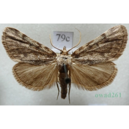 Aglossa pinguinalis (Linnaeus, 1758) Zadarlica tłuszczówka Czech79c